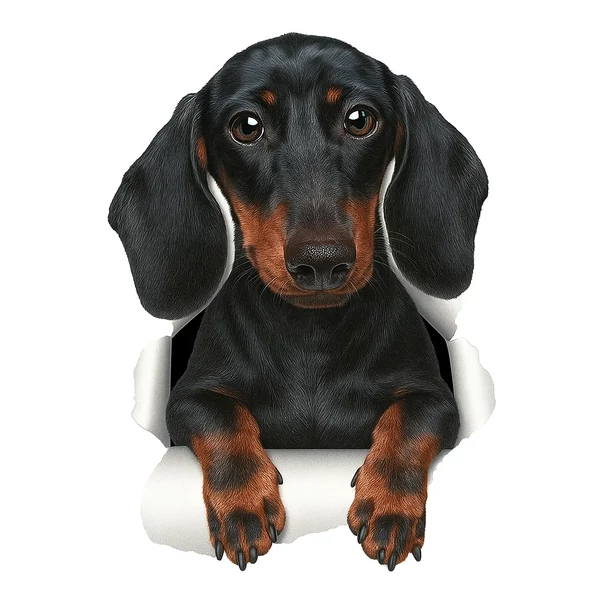 3D tacskó autómatrica